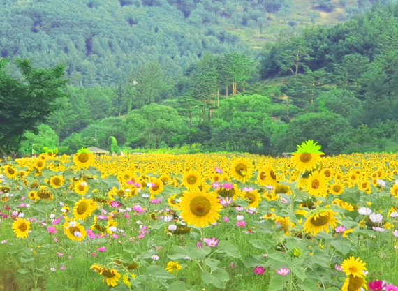 태백해바라기축제당일