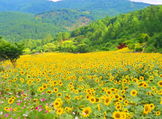 태백해바라기축제당일