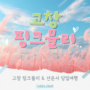 고창핑크뮬리축제 당일