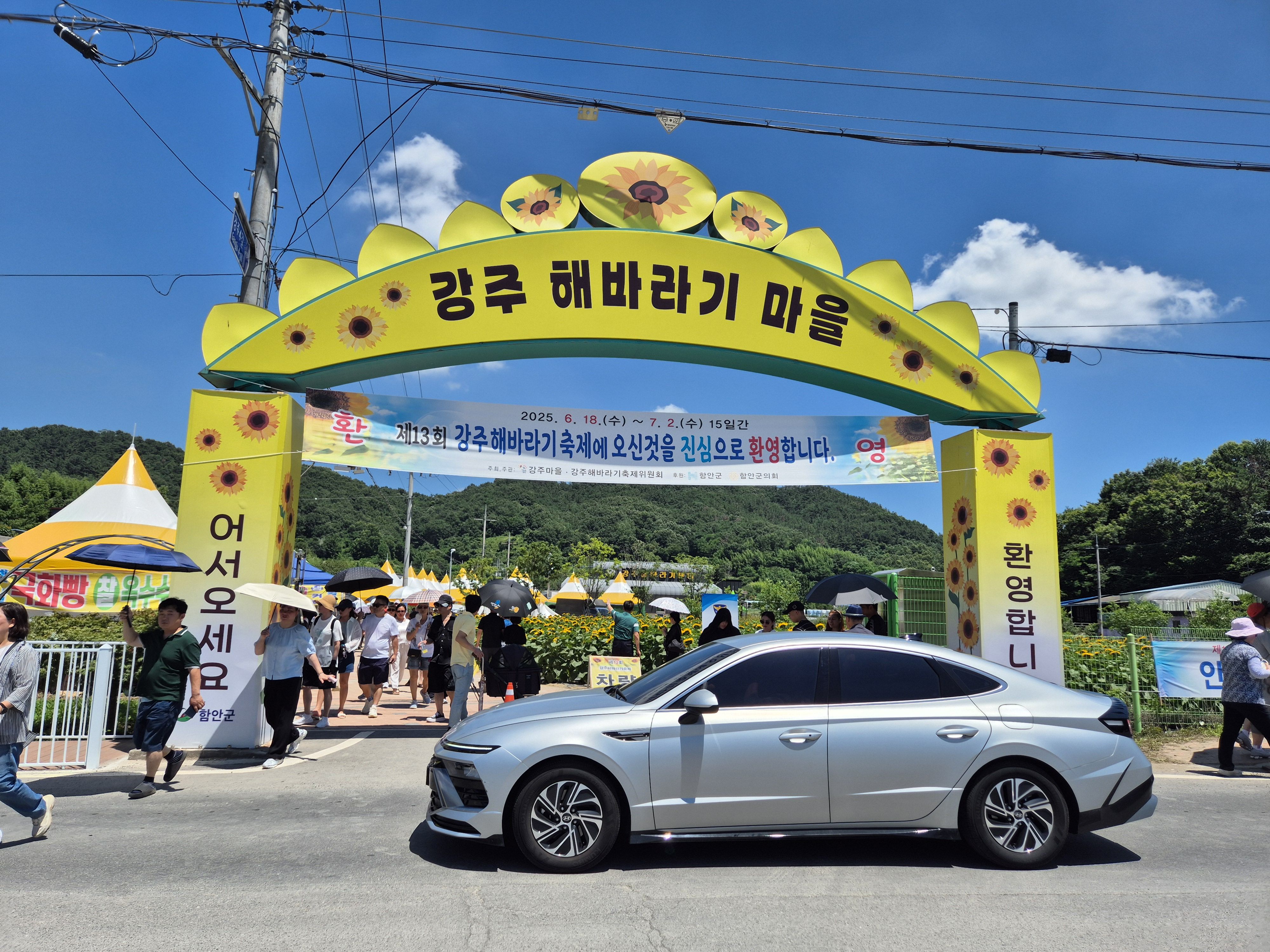 🧡함안강주해바라기축제당일💛
