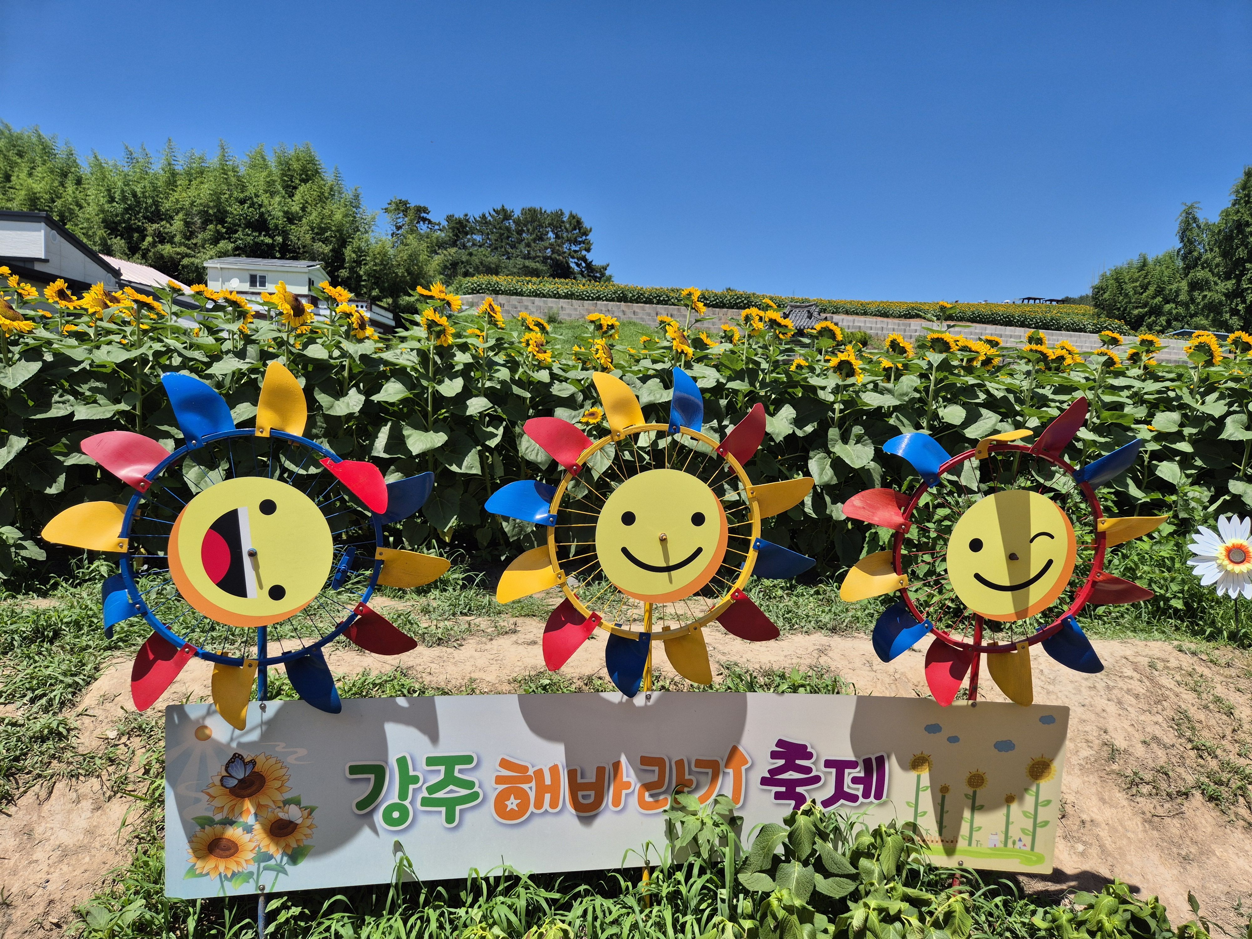 🧡함안강주해바라기축제당일💛