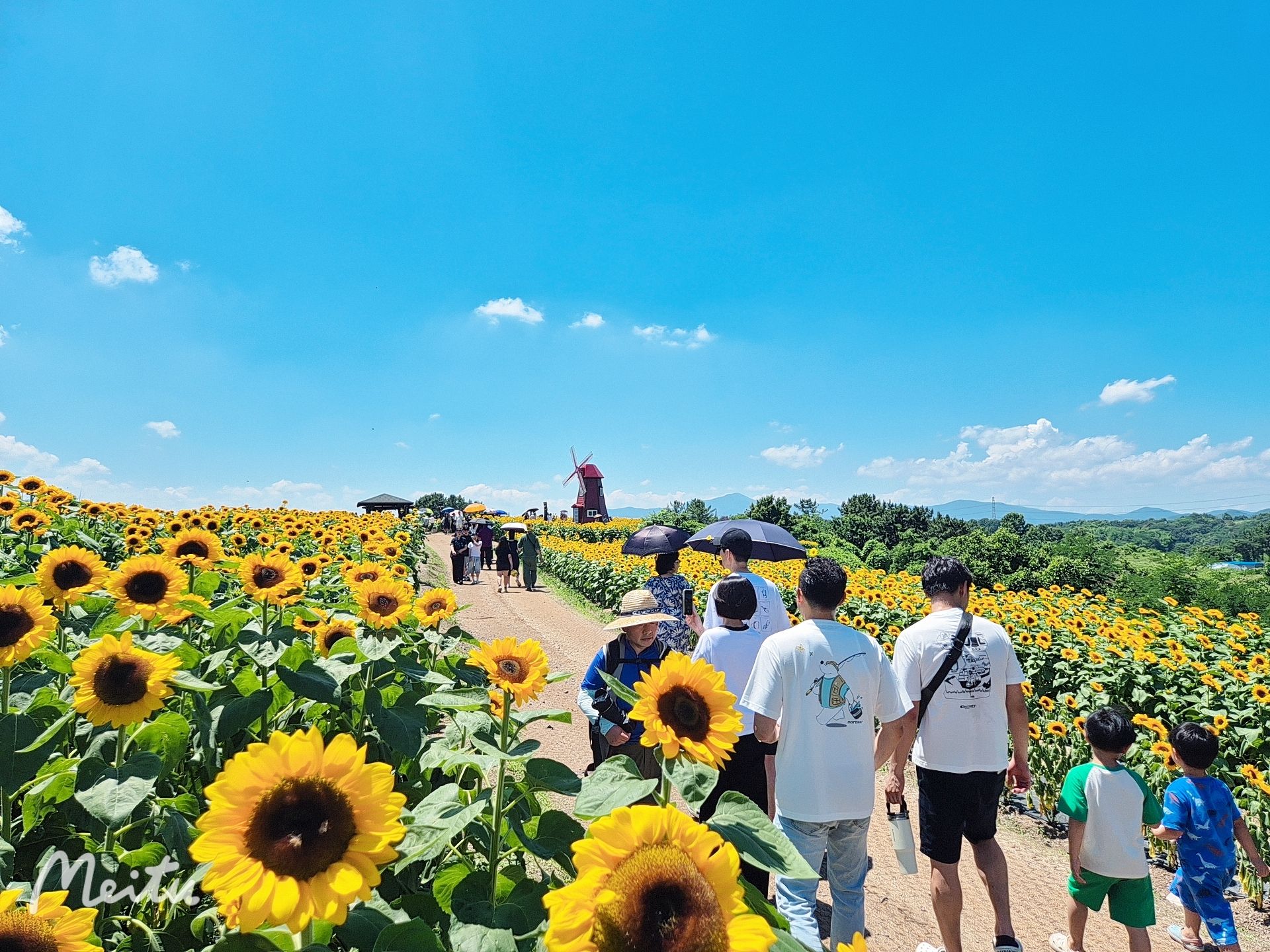 🧡함안강주해바라기축제당일💛