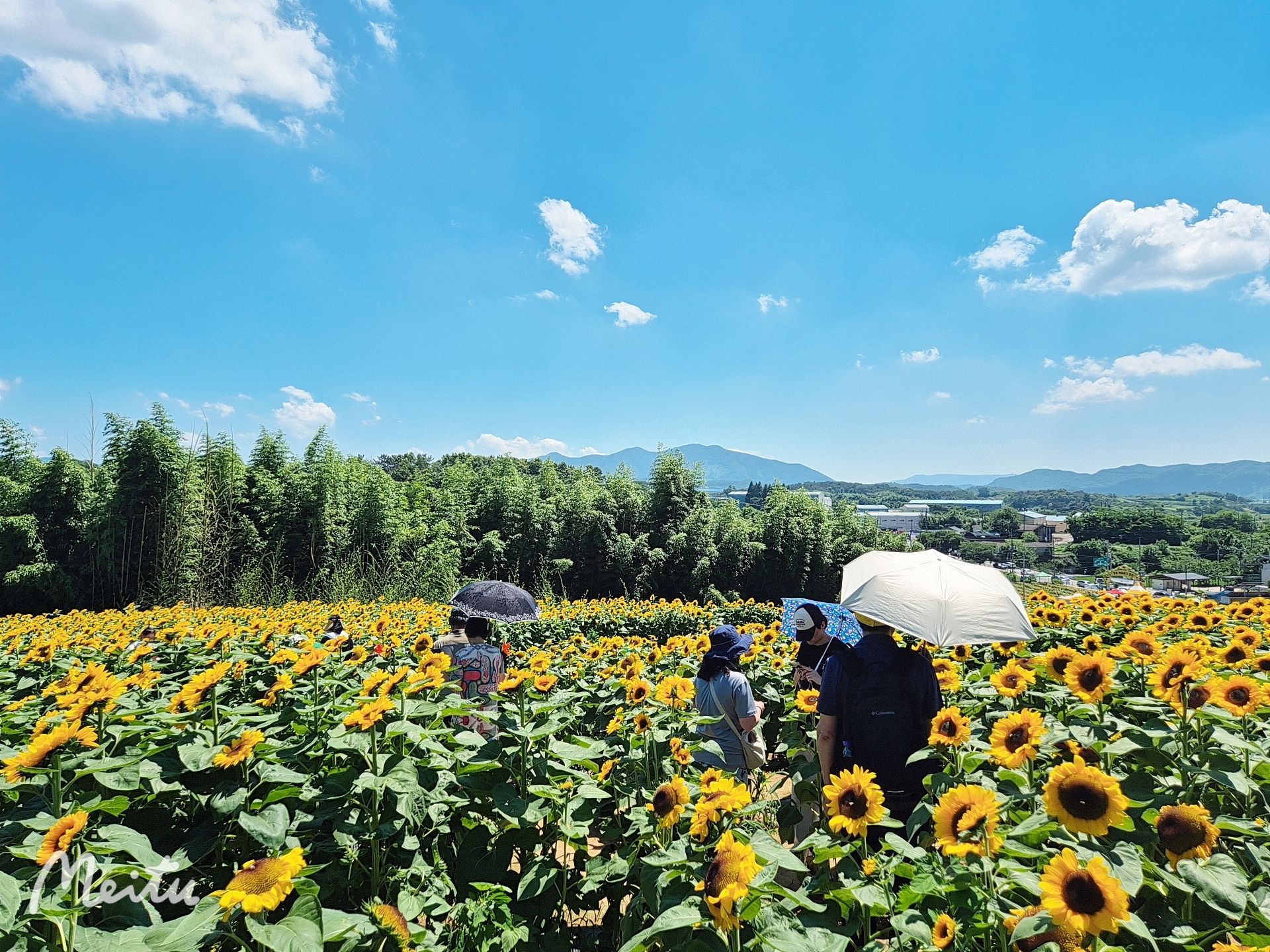 🧡함안강주해바라기축제당일💛