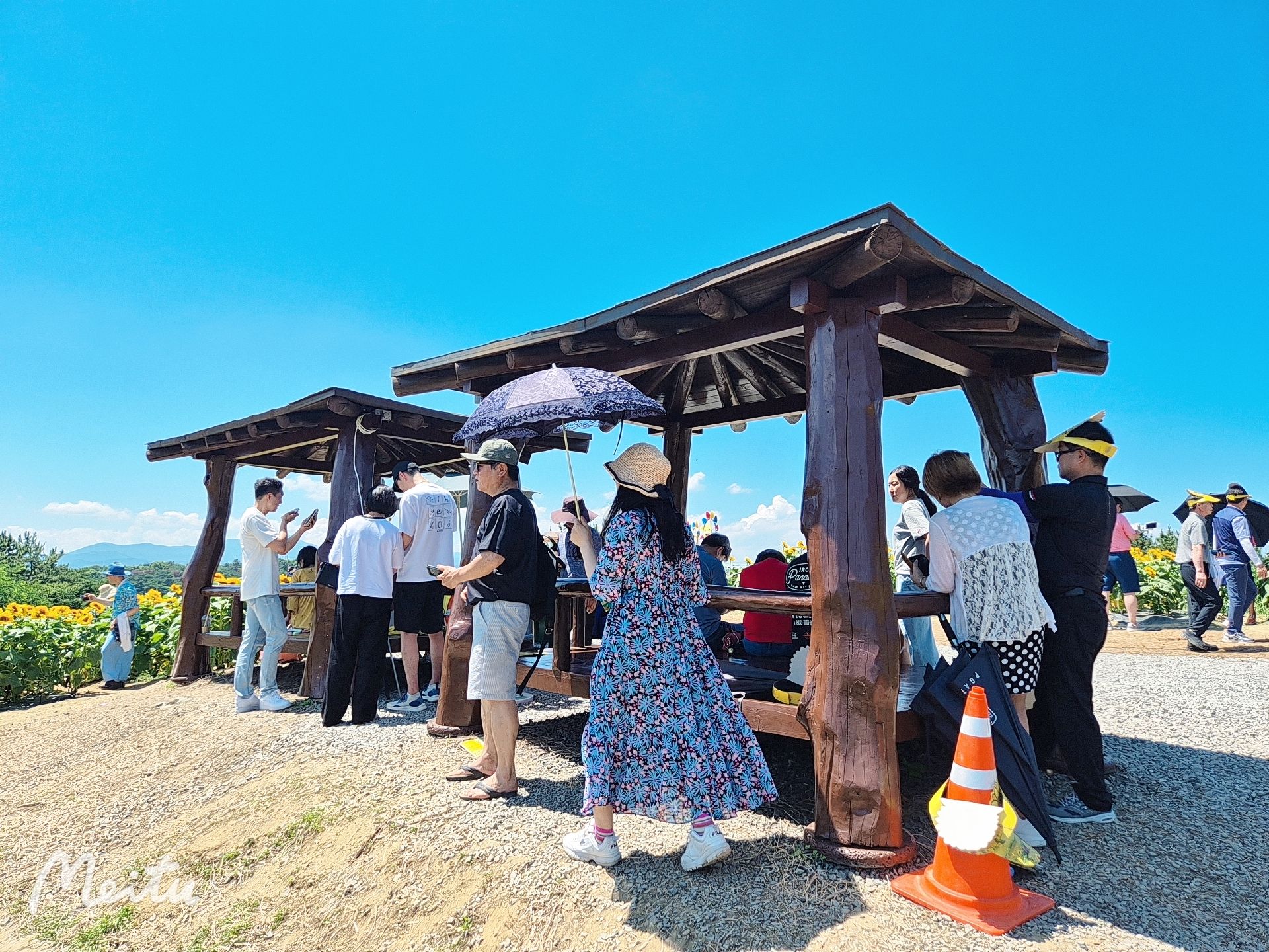 🧡함안강주해바라기축제당일💛