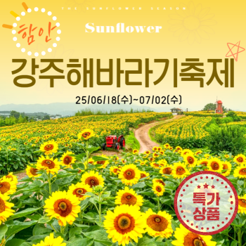 🧡함안강주해바라기축제당일💛