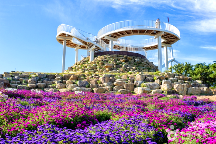 거창 감악산 아스타 국화축제 당일
