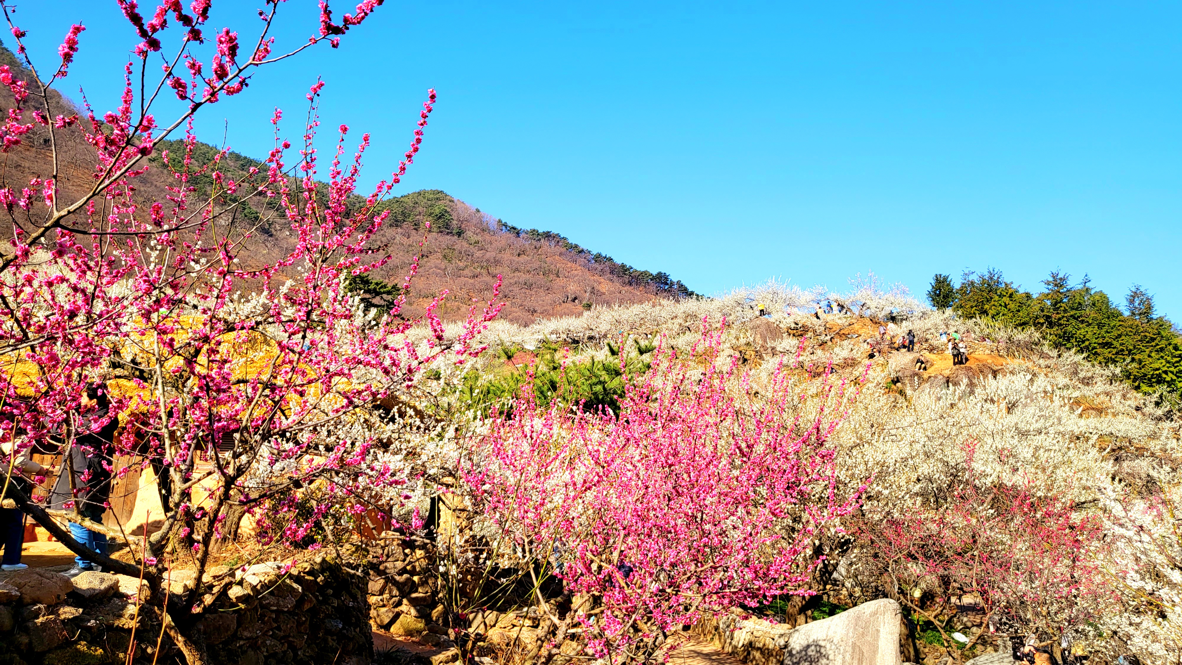 광양매화+구례산수유축제 당일여행