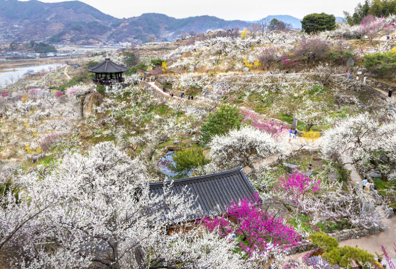광양매화+구례산수유축제 당일여행