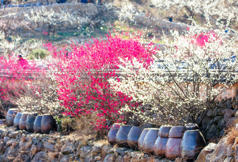 광양매화+구례산수유축제 당일여행