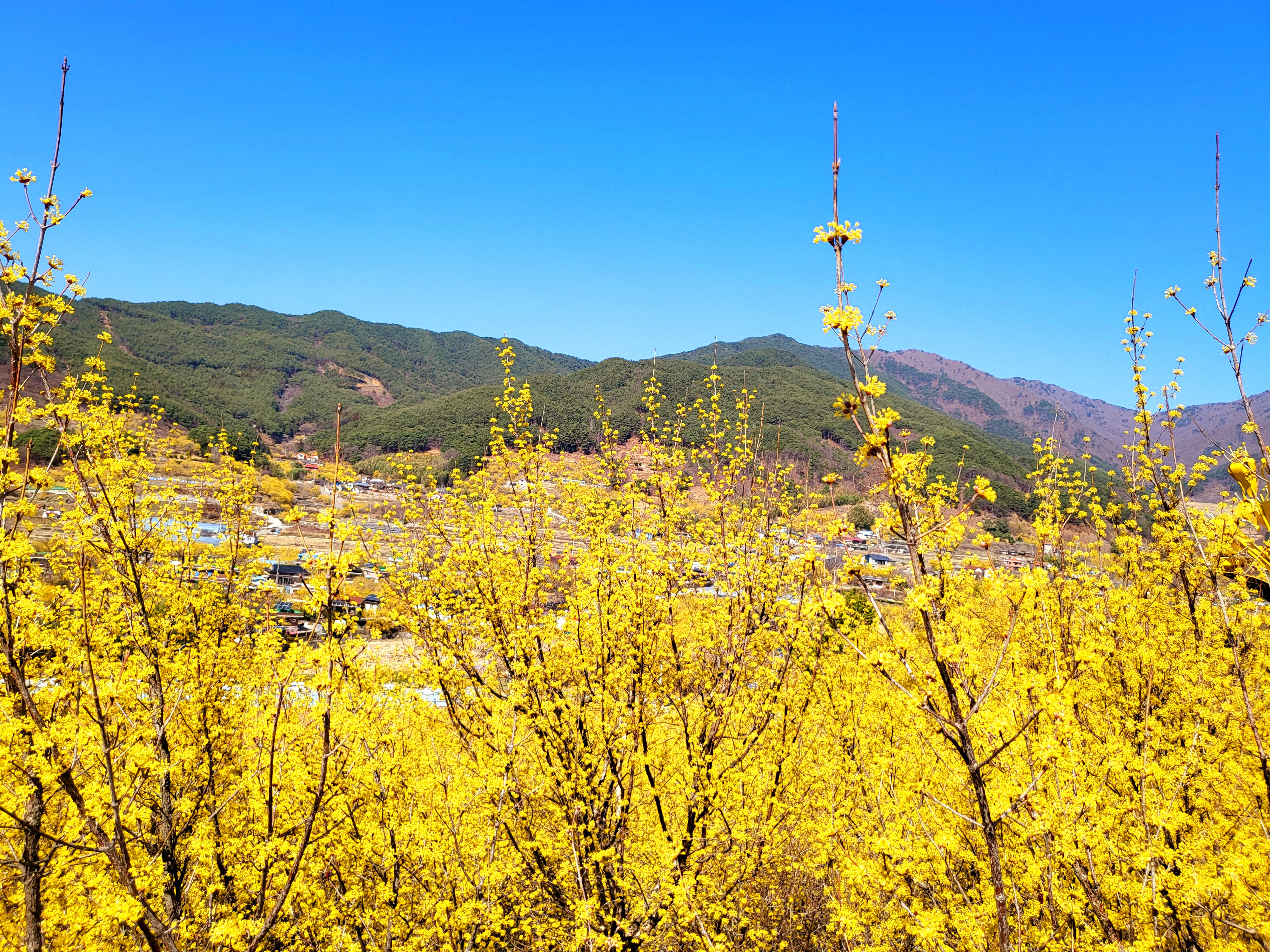 광양매화+구례산수유축제 당일여행
