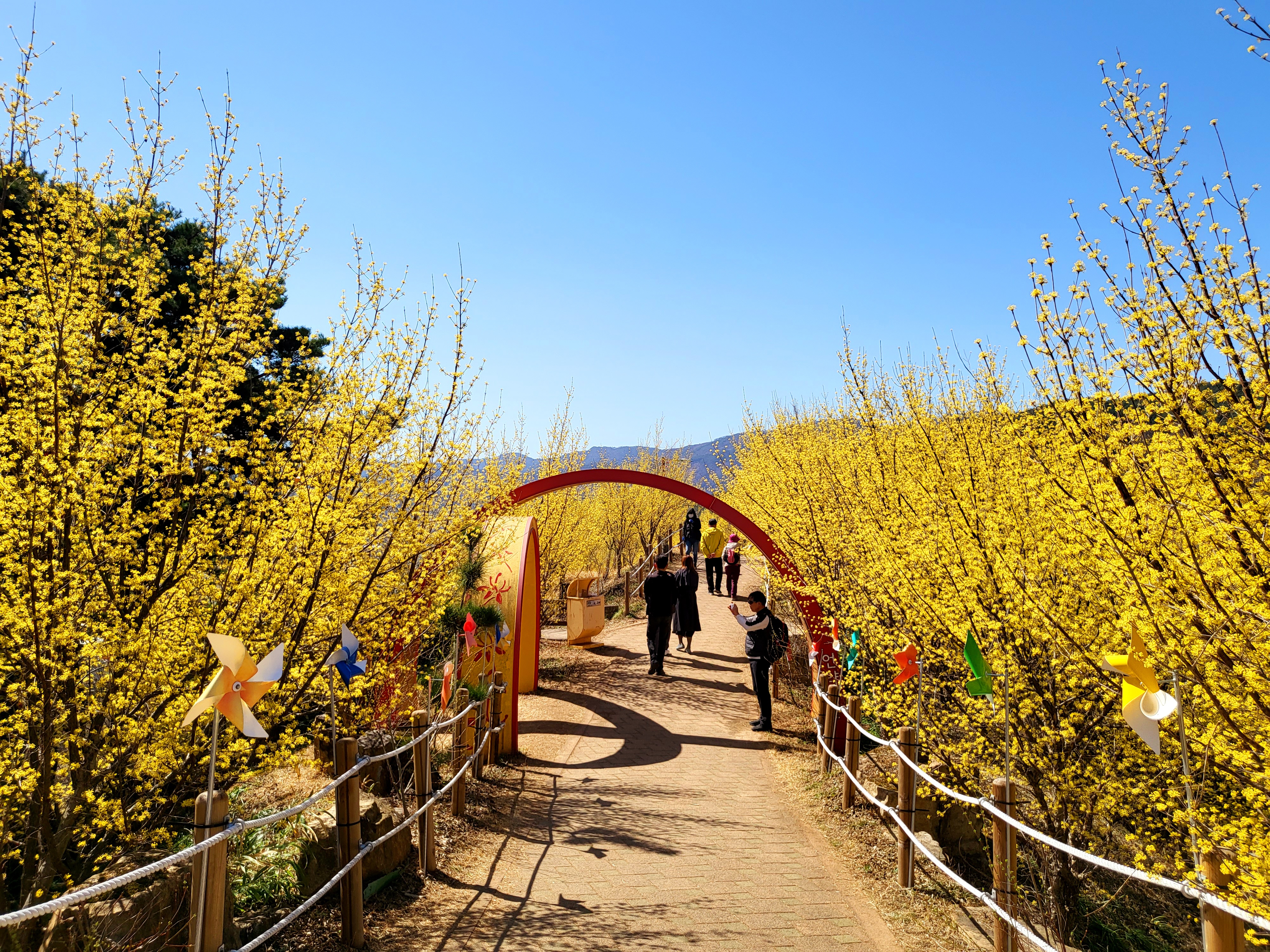 광양매화+구례산수유축제 당일여행