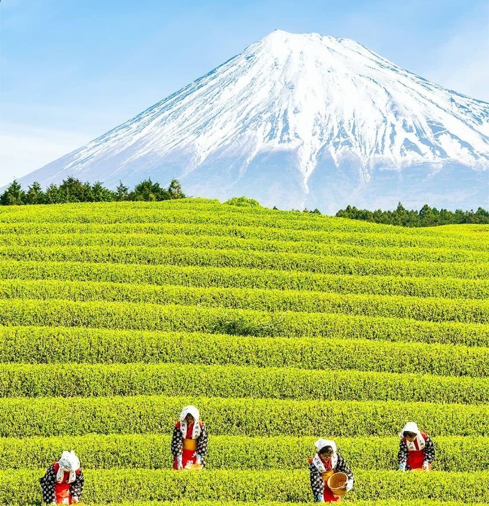 시즈오카 3일/4일 일본소도시여행 부산출발 에어부산