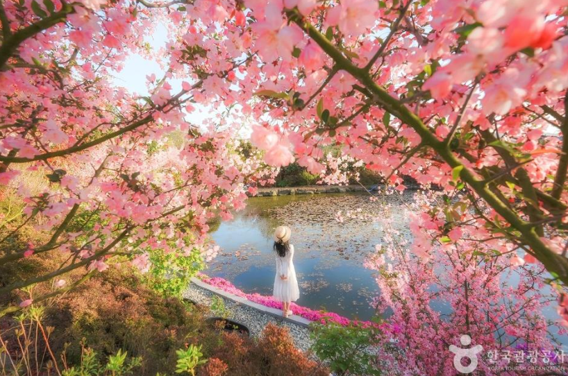 남미륵사 서부해당화 봄꽃축제