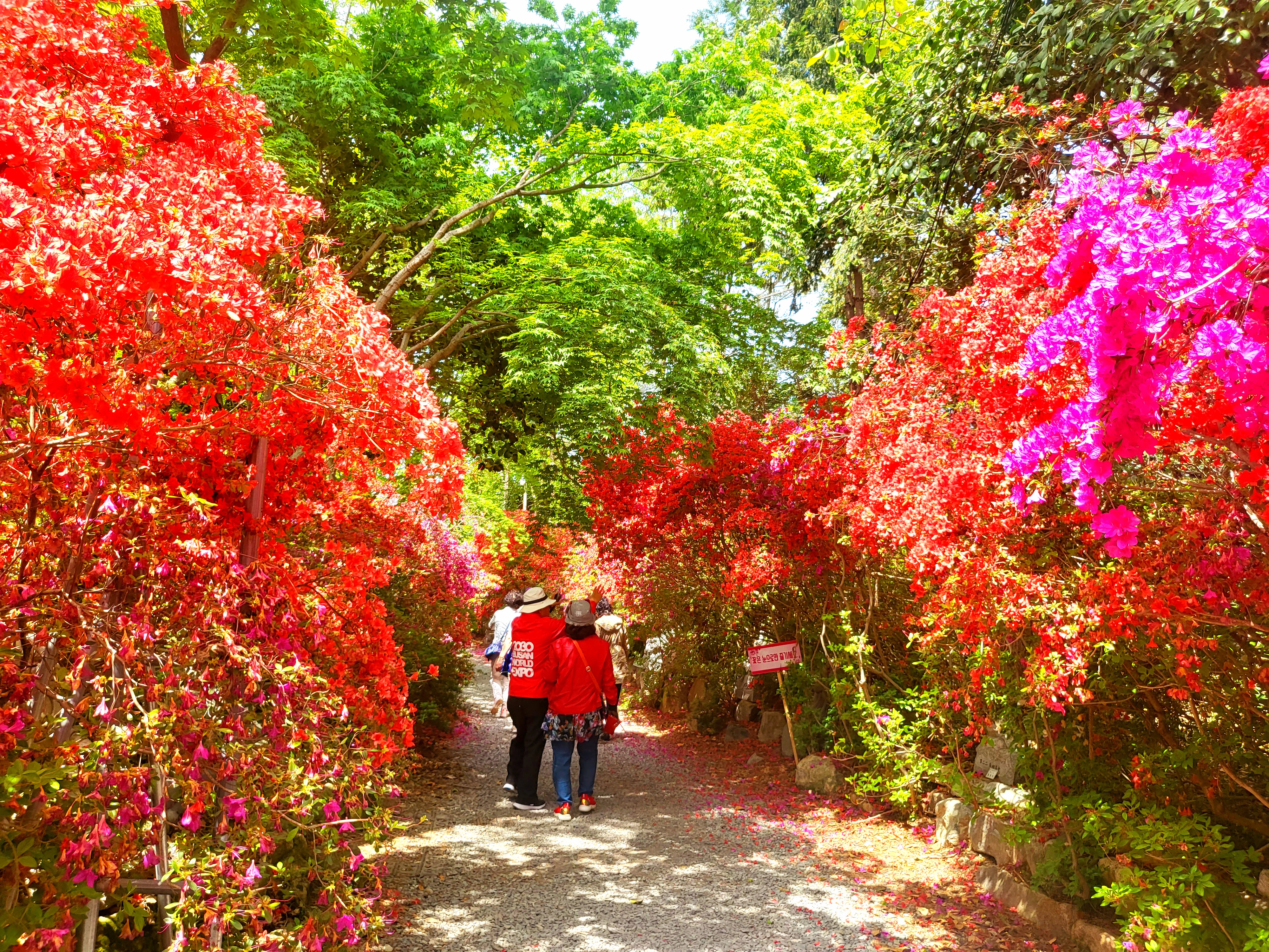 남미륵사 서부해당화 봄꽃축제