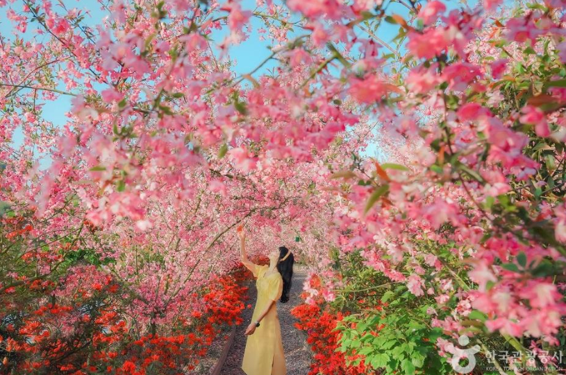 남미륵사 서부해당화 봄꽃축제