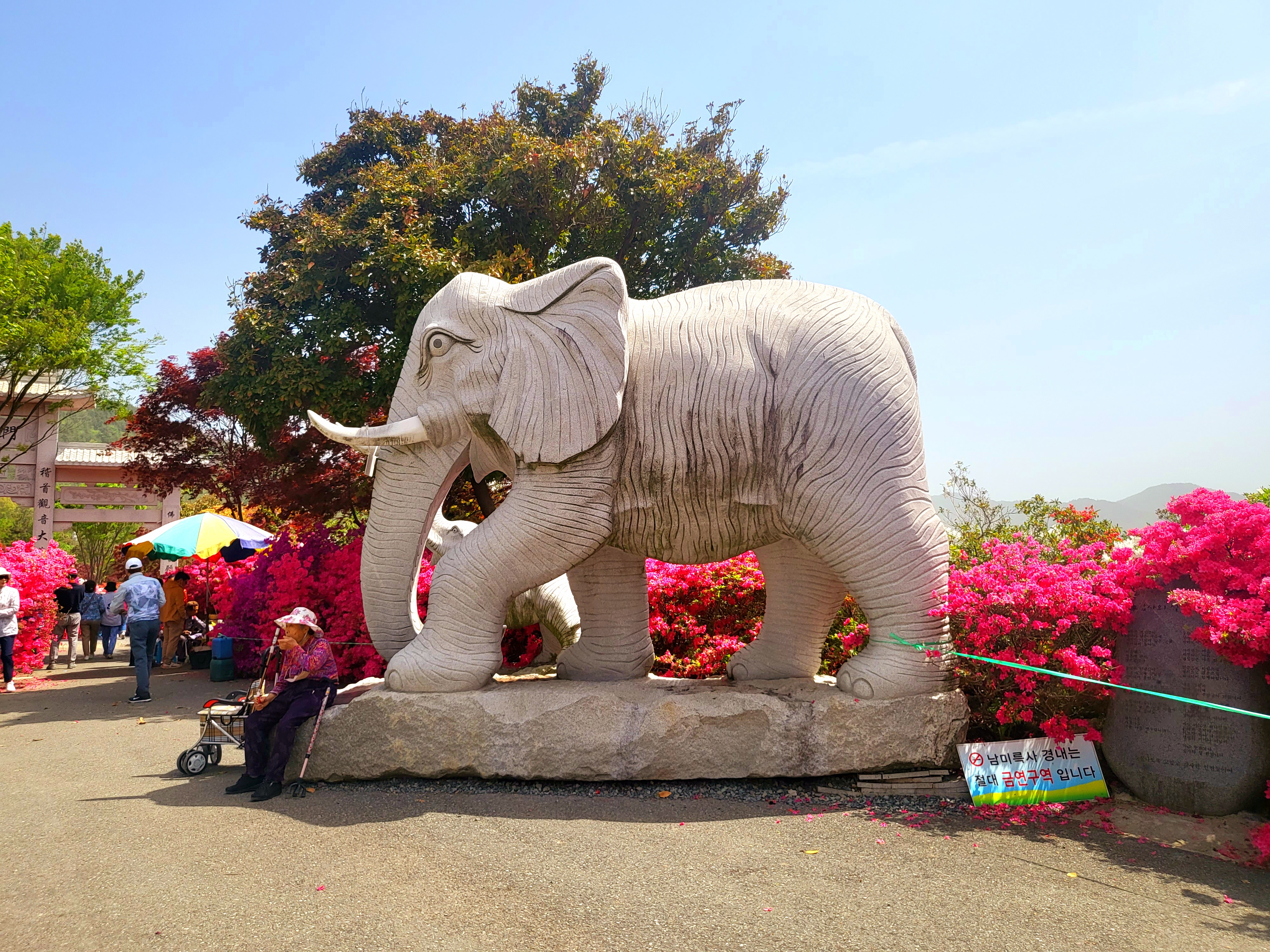 남미륵사 서부해당화 봄꽃축제
