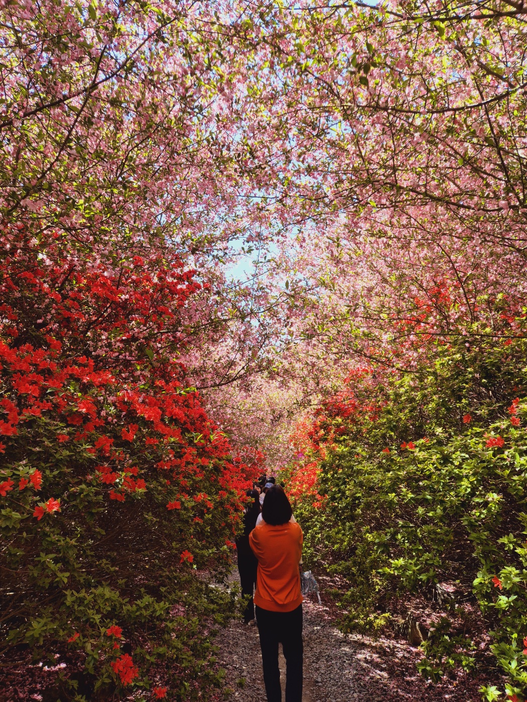 남미륵사 서부해당화 봄꽃축제