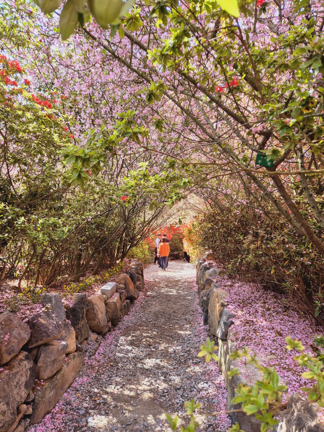 남미륵사 서부해당화 봄꽃축제