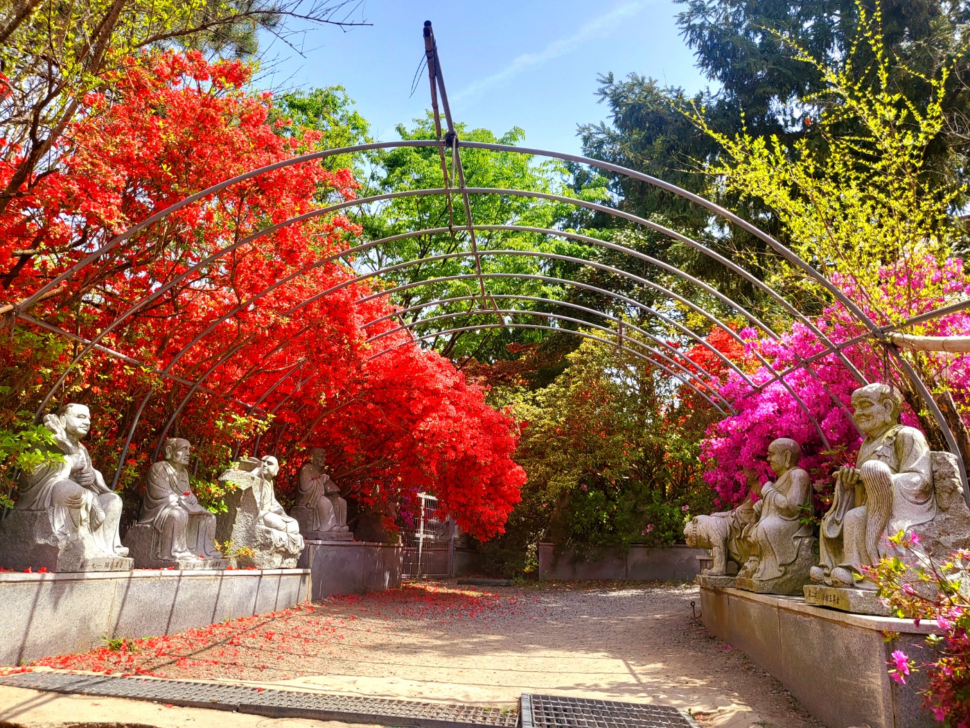 남미륵사 서부해당화 봄꽃축제