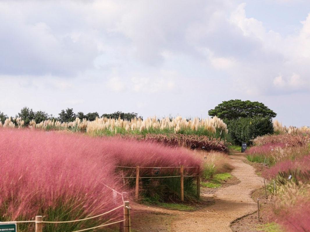 제주도 노!노! or 노!노!노! + 가파도 청보리 투어 2박3일 조-석