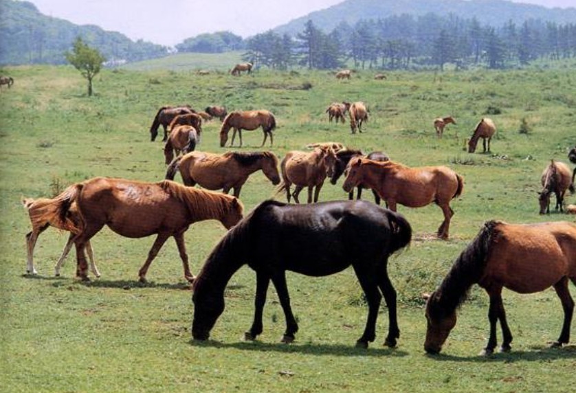 제주도 노!노! or 노!노!노! + 가파도 청보리 투어 2박3일 조-석