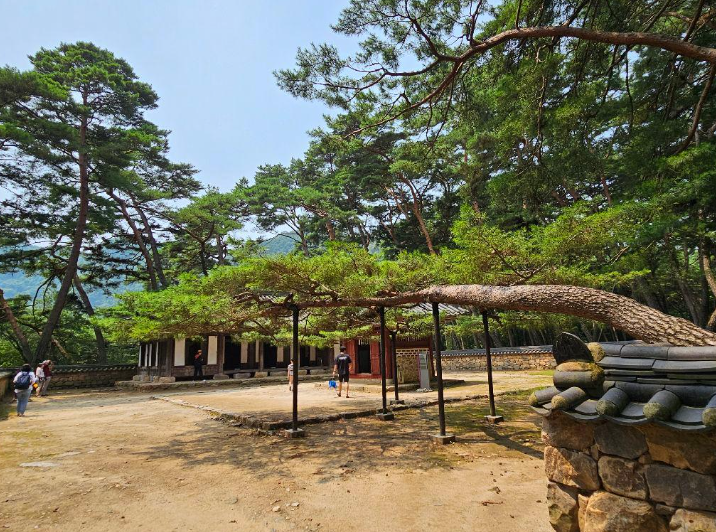 여수하화도봄꽃트래킹당일🌷☘️