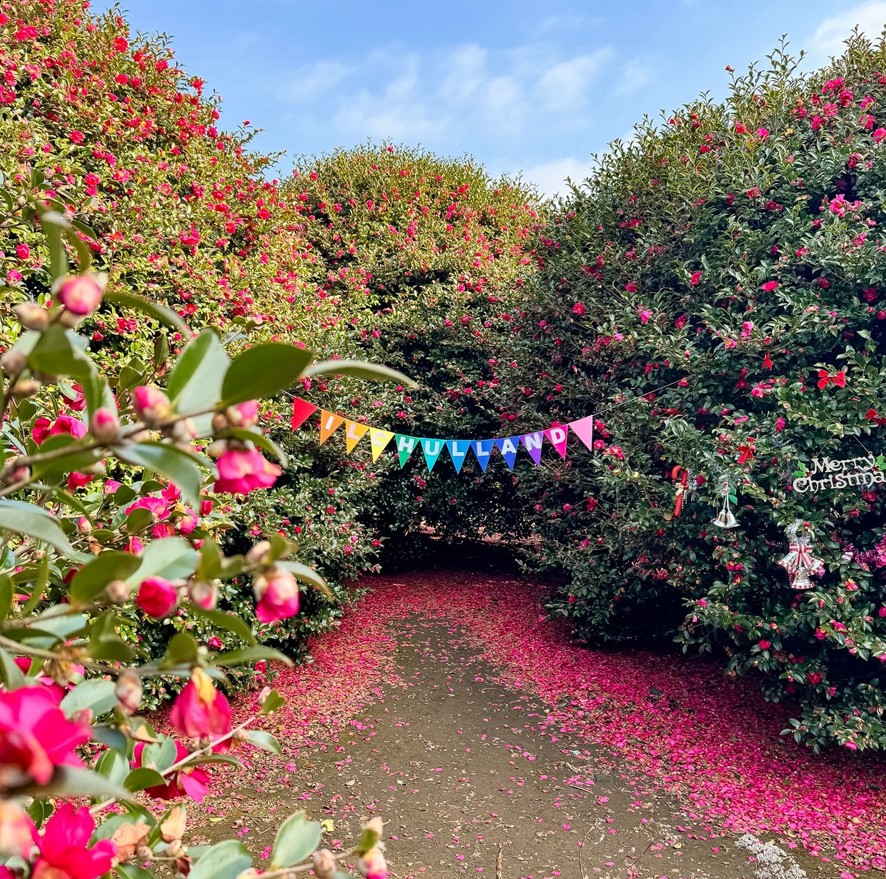[전국출발] 봄 제주 2박3일 vs 3박4일 이색테마 비양도 국내여행 봄여행