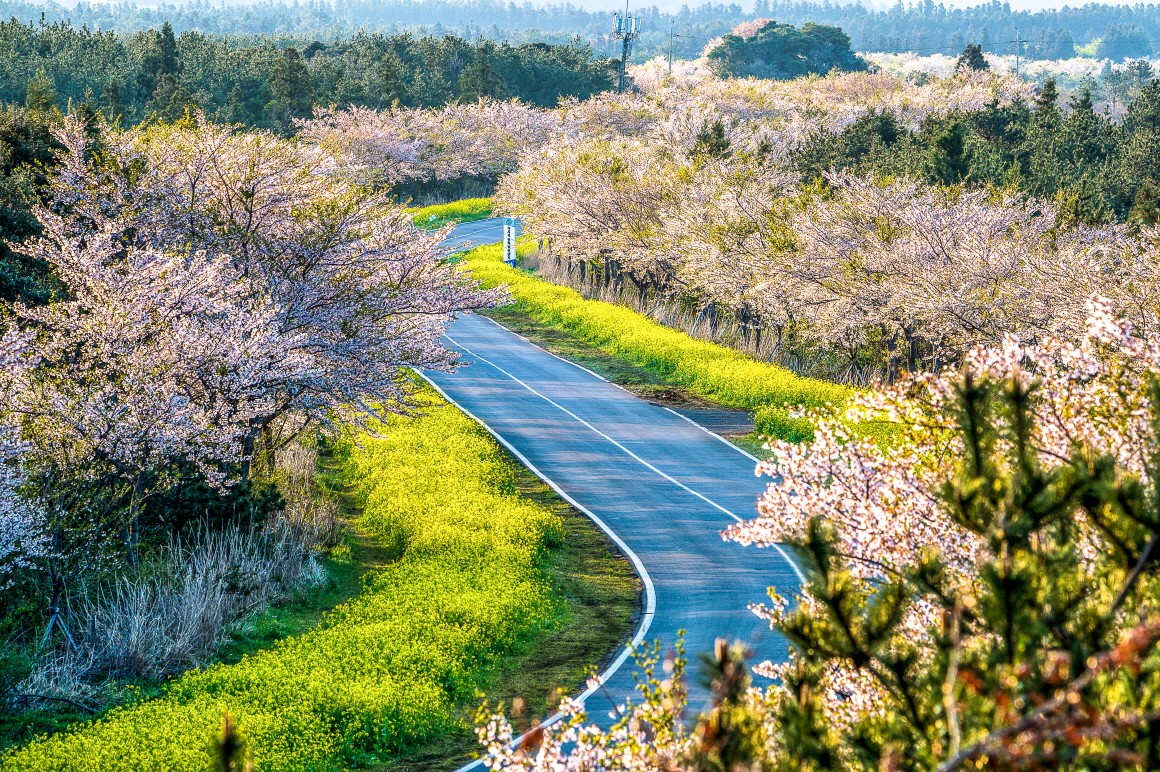 봄성수기 제주도 3박4일 석-조패턴 유채꽃 벚꽃 풀옵션 패키지여행 국내여행