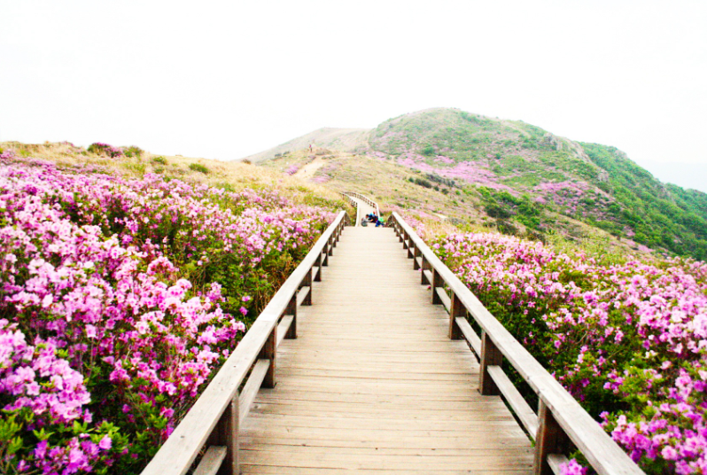 황매산철쭉축제 당일여행