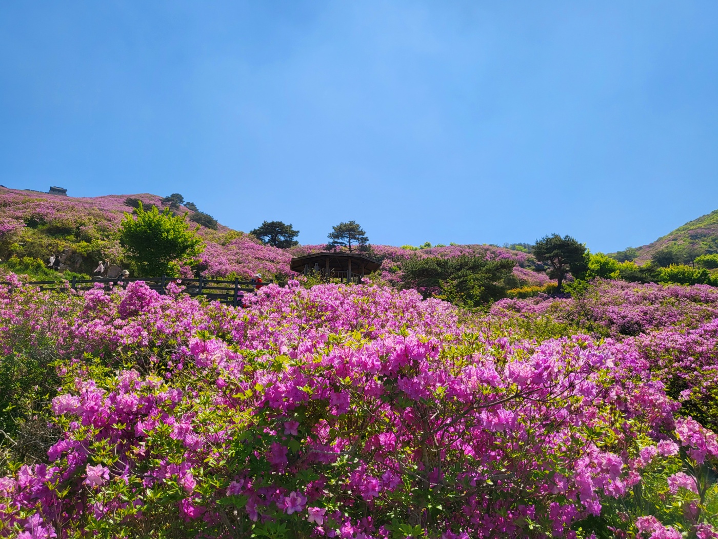황매산철쭉축제 당일여행