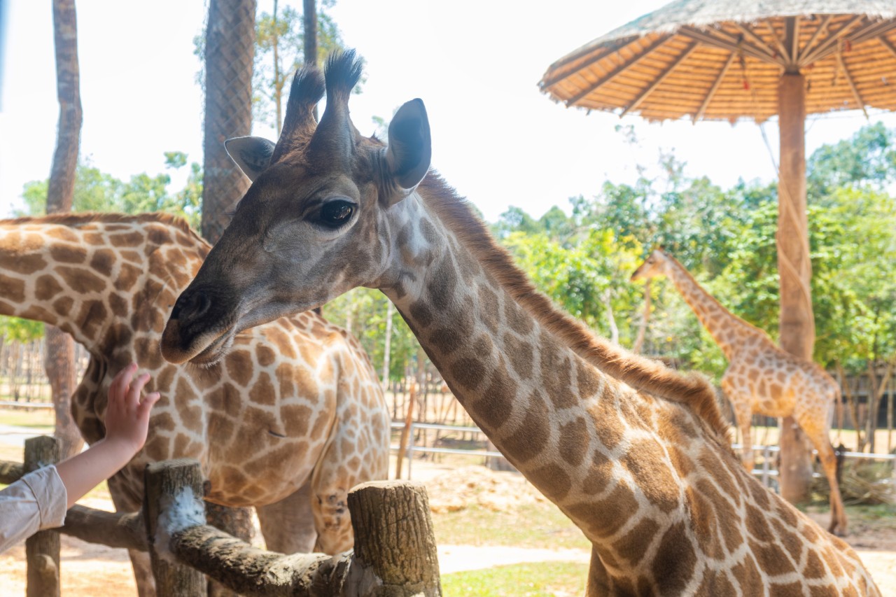 [부산출발] 베트남 푸꾸옥 5성 노옵션 스페셜 3박 5일 패키지 해외여행 가족여행