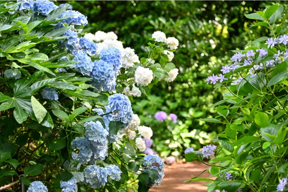 [전국출발] 제주도 수국 기획 2박/3박 특가 패키지 국내여행