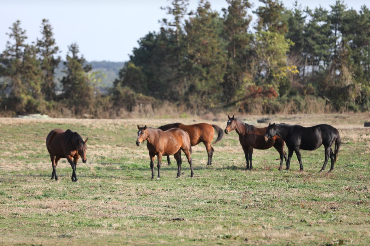 [전국출발] 제주도 수국 기획 2박/3박 특가 패키지 국내여행