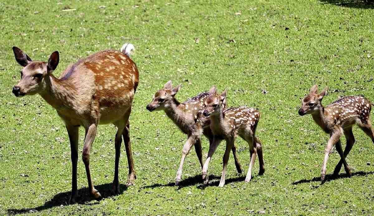 [부산출발] 일본여행 NO.1 오사카 힐링온천 3박 4일 패키지 해외여행 가족여행