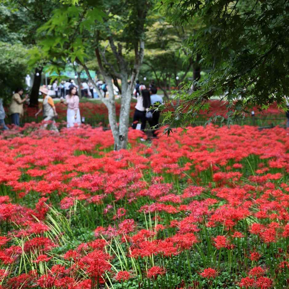캔디투어[부산경남출발]영광 불갑산 상사화축제 당일치기 버스투어 가볼만 한 곳