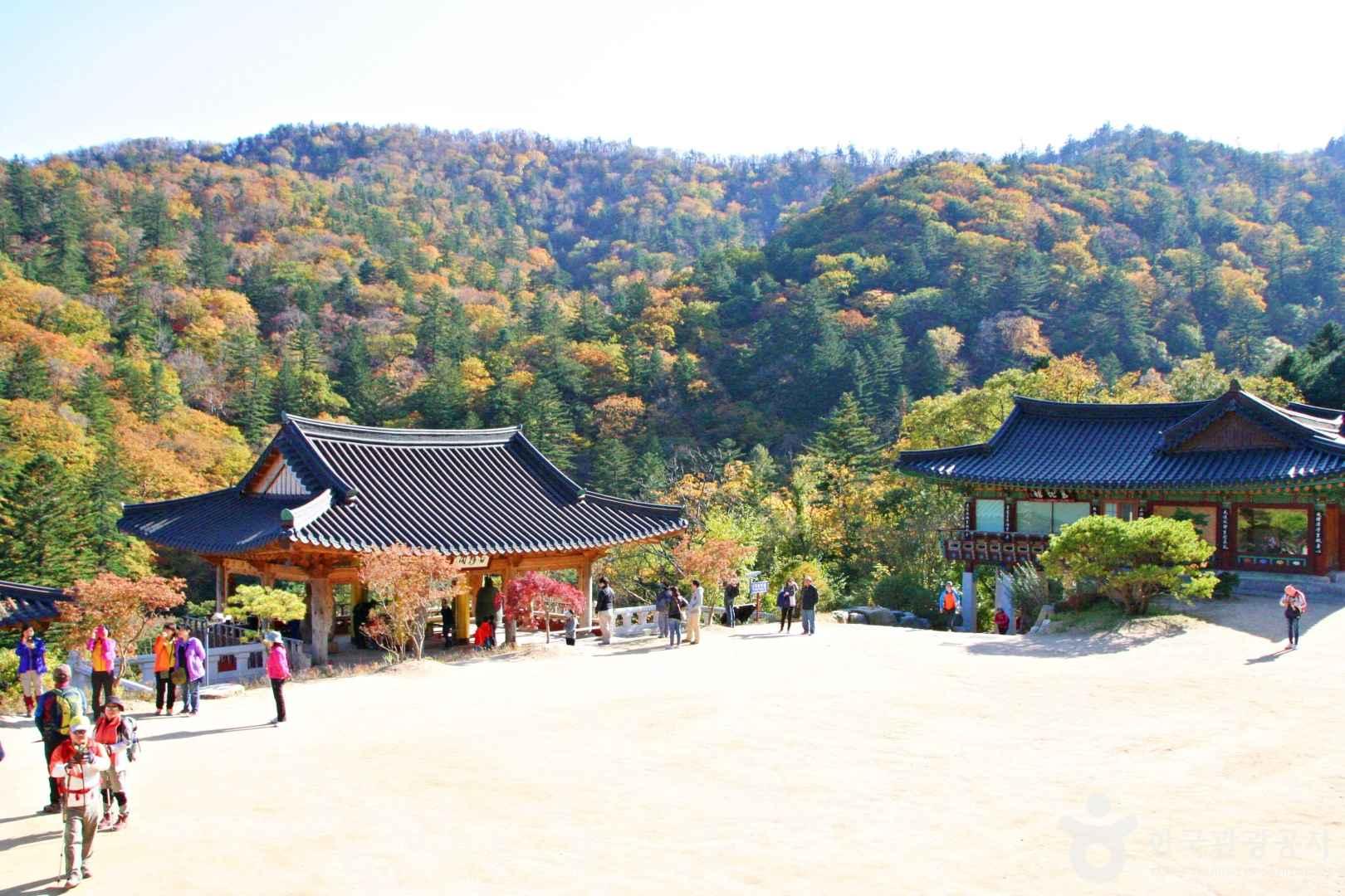 캔디투어[부산경남출발]오대산 월정사 단풍길+평창 발왕산케이블카 1박 숙박 식사 가을버스여행