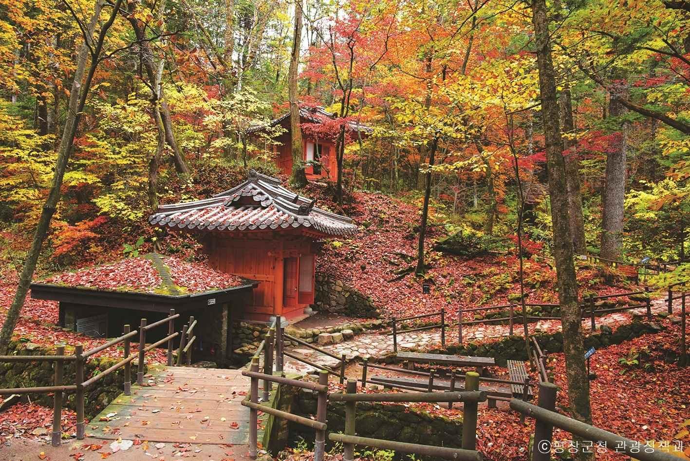 캔디투어[부산경남출발]오대산 월정사 단풍길+평창 발왕산케이블카 1박 숙박 식사 가을버스여행
