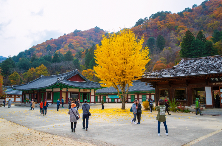 캔디투어[부산경남출발]강원 핫플투어 1박 2일 설악산 단풍 트레킹 숙박 식사 가을버스여행