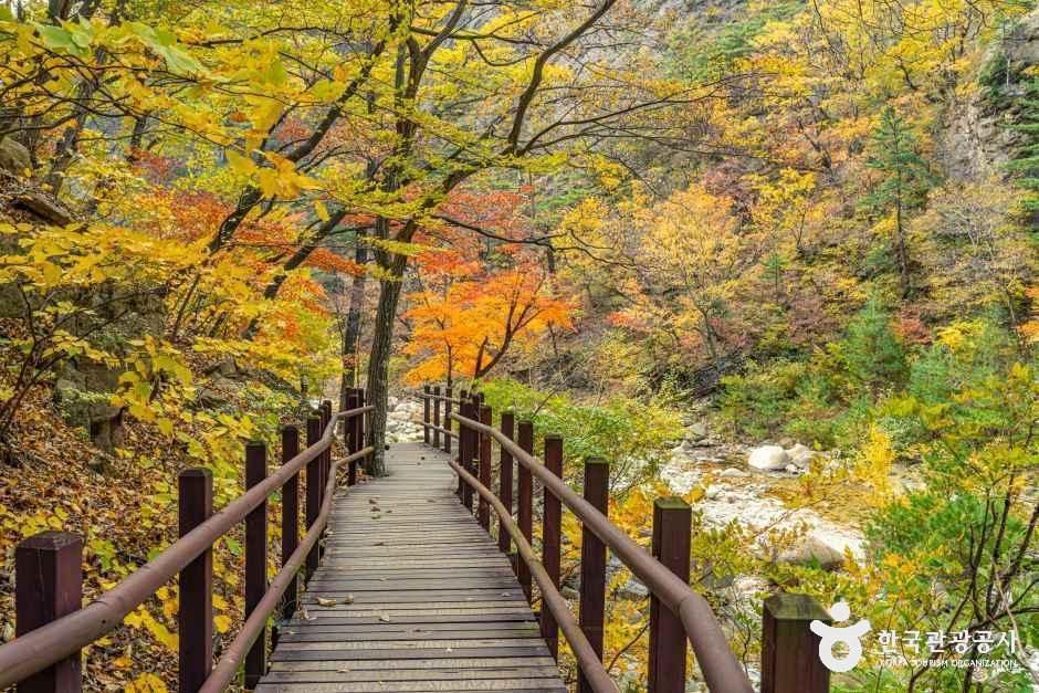 캔디투어[부산경남출발]강원 핫플투어 1박 2일 설악산 단풍 트레킹 숙박 식사 가을버스여행