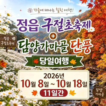 캔디여행사[부산출발]정읍 구절초축제+담양 가마골 단풍 당일치기 버스투어 가볼만한곳 경남출발