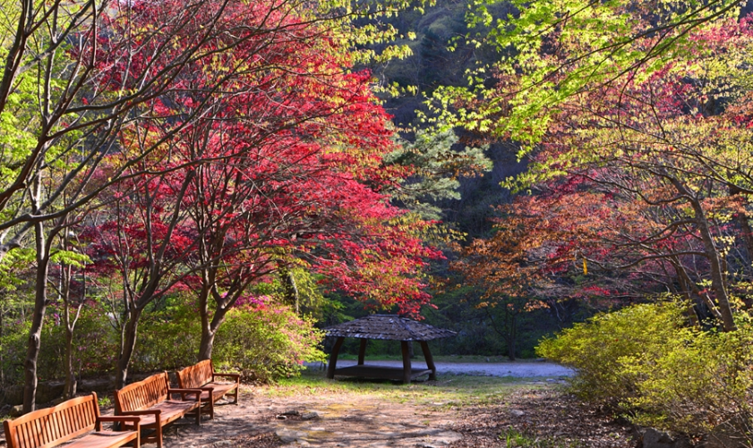 캔디여행사[부산출발]정읍 구절초축제+담양 가마골 단풍 당일치기 버스투어 가볼만한곳 경남출발