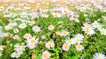 캔디여행사[부산출발]정읍 구절초축제+담양 가마골 단풍 당일치기 버스투어 가볼만한곳 경남출발