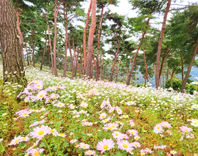 캔디여행사[부산출발]정읍 구절초축제+담양 가마골 단풍 당일치기 버스투어 가볼만한곳 경남출발