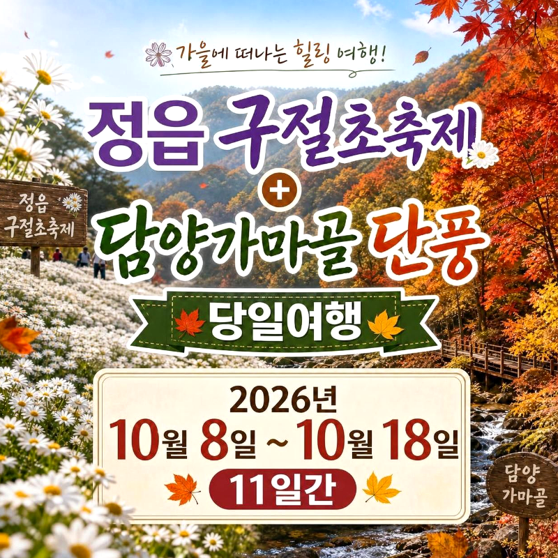 캔디여행사[부산출발]정읍 구절초축제+담양 가마골 단풍 당일치기 버스투어 가볼만한곳 경남출발