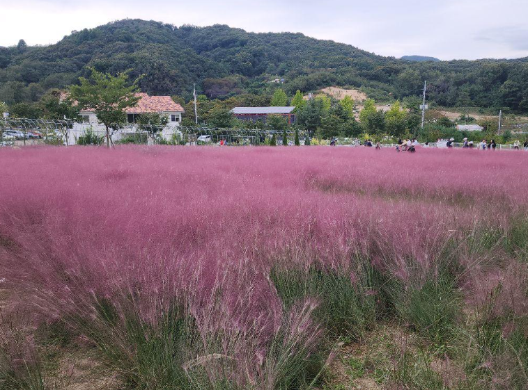캔디투어[부산경남출발]경기도 한바퀴 힐링여행 화담숲 단풍 1박 2일 국내여행