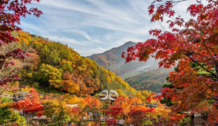 캔디투어[부산경남출발]경기도 한바퀴 힐링여행 화담숲 단풍 1박 2일 국내여행