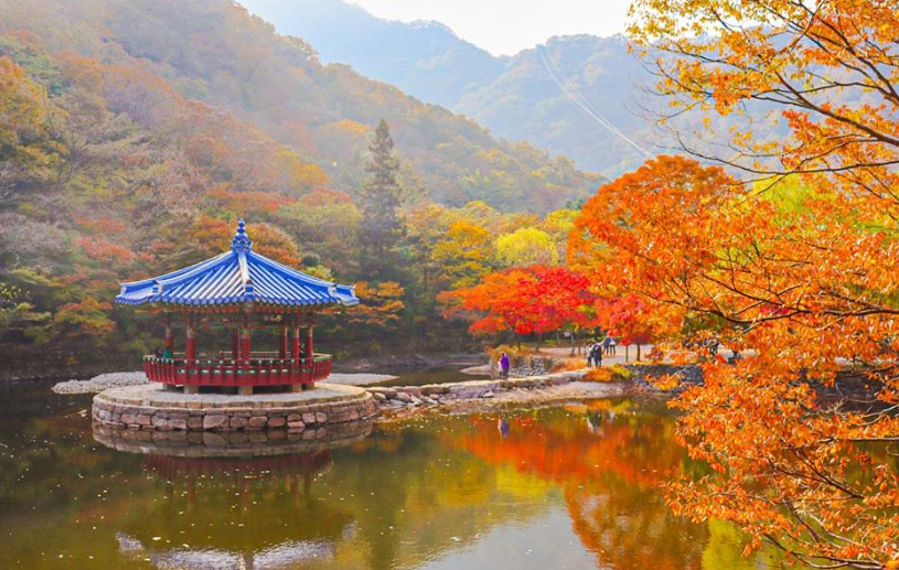 캔디여행사[부산출발]정읍 내장산 단풍여행 당일치기 버스투어 힐링명소 가볼만한곳 경남출발