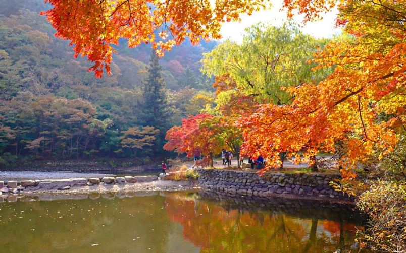 캔디여행사[부산출발]정읍 내장산 단풍여행 당일치기 버스투어 힐링명소 가볼만한곳 경남출발