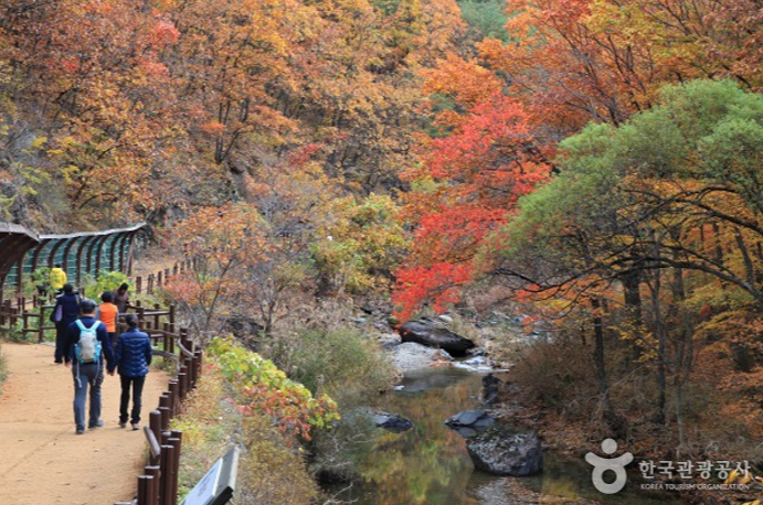 캔디여행사[부산출발]청송 주왕산+주산지단풍 당일여행