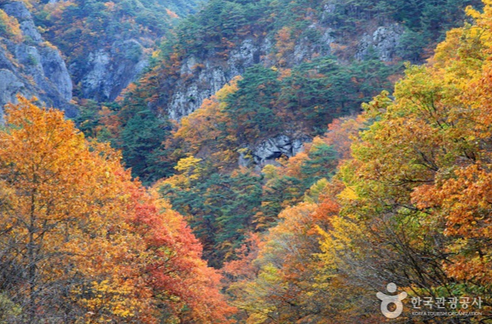 캔디여행사[부산출발]청송 주왕산+주산지단풍 당일여행